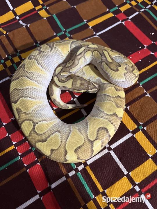 Węże parka Gady i płazy wielkopolskie Poznań