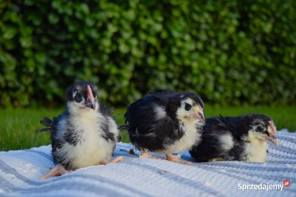 Kurczaki dolnośląskie Oleśnica