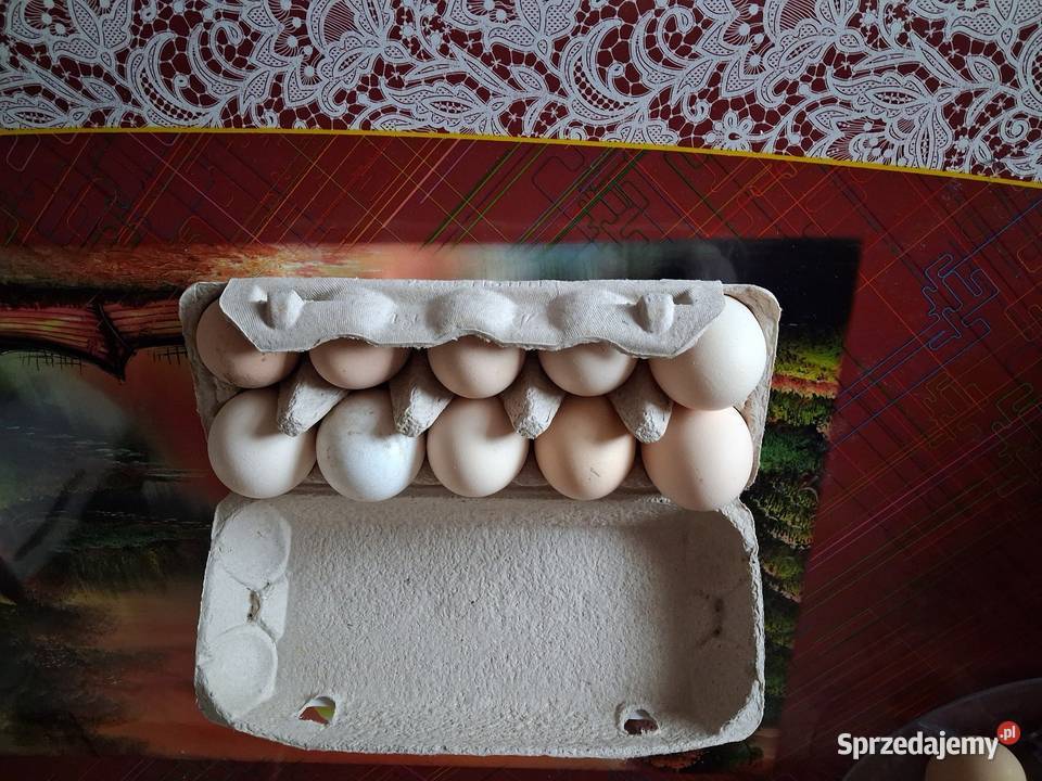 Jajka indycze legowe