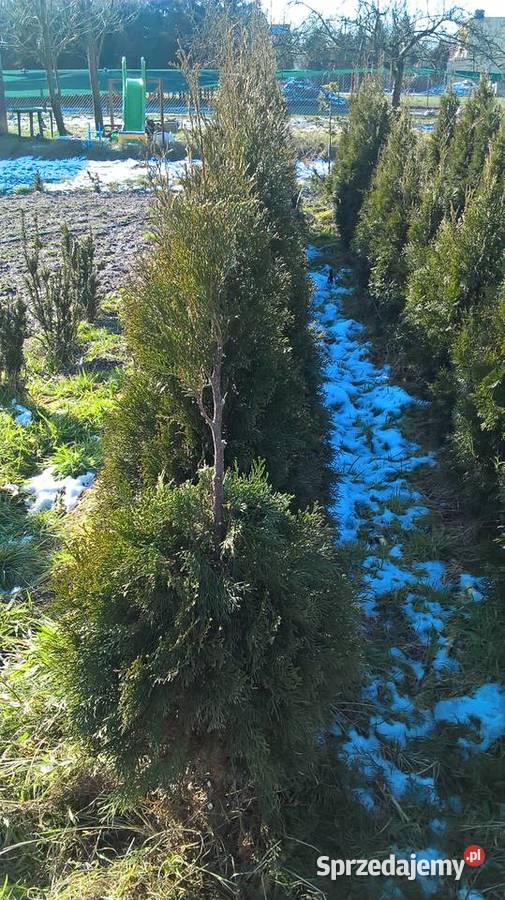 Iglaki Formowane mazowieckie Mszczonów