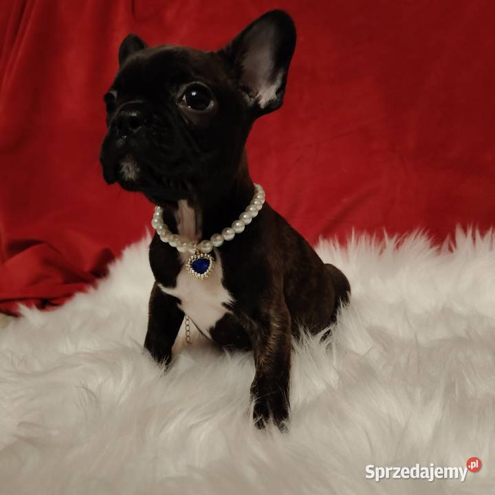 Buldog francuski z genem blue Zakrzów