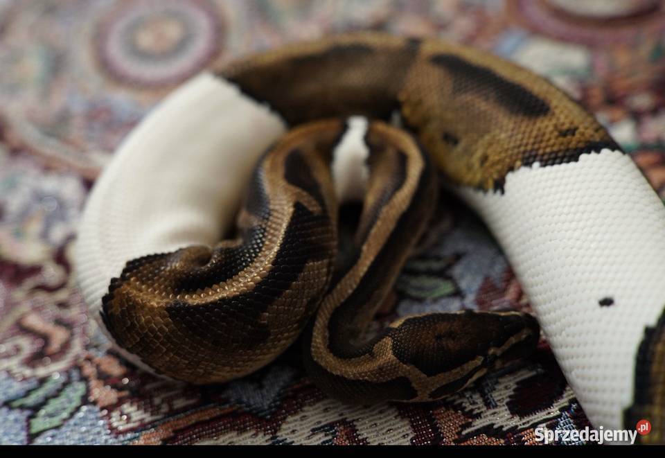 Wąż Pyton królewski Piebald Pied SMILE cb21 pomorskie