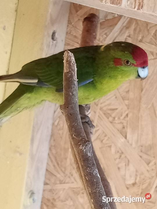 Sprzedam papugi Świergoty i Modrolotki kozy sprzedam