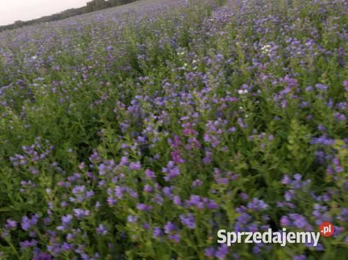 Żmijowiec Babkowaty