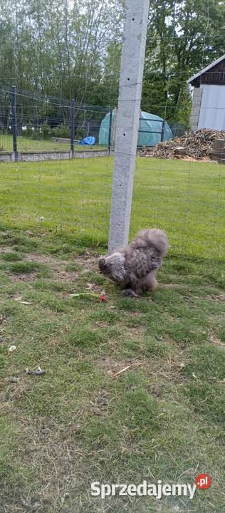 Koguty Silki i Włoszki Tarnobrzeg