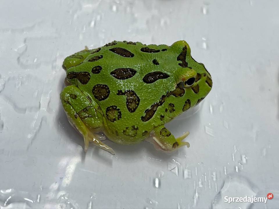 Żaba rogatą ceratophrys cranwelli Gady i płazy Katowice