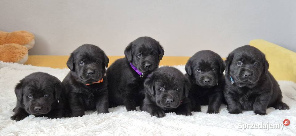 Labrador retriever czarny piesek Pasztowa Wola