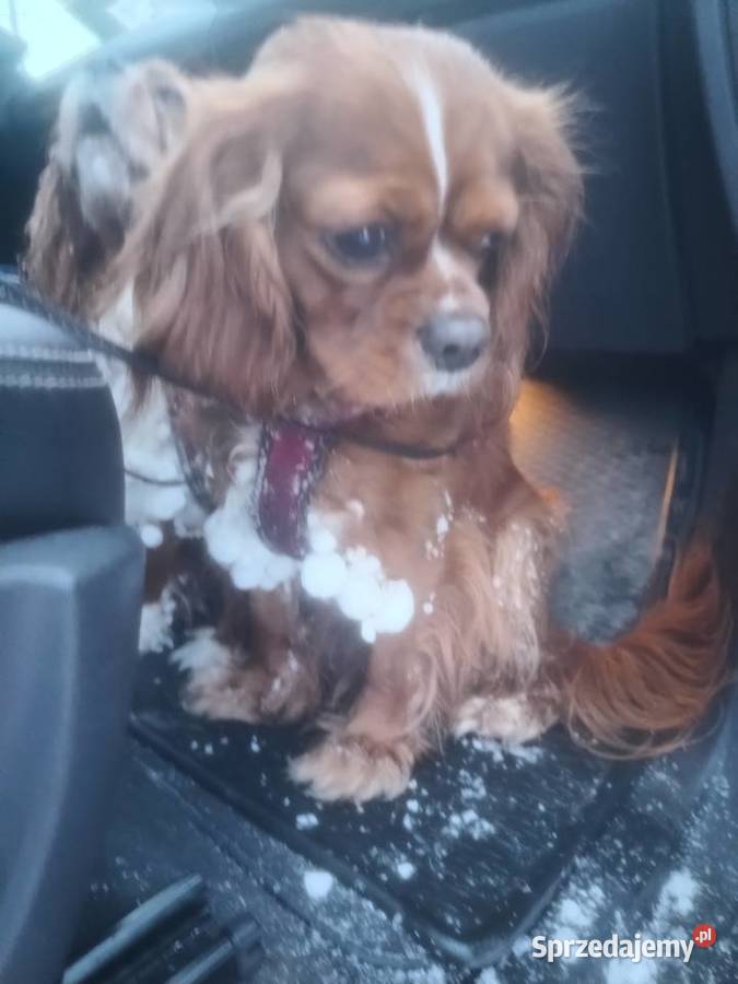 Cavusie szukają domku