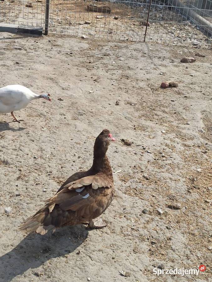 Jaja lęgowe kaczek pizmowychfrancuskich Krasnystaw sprzedam