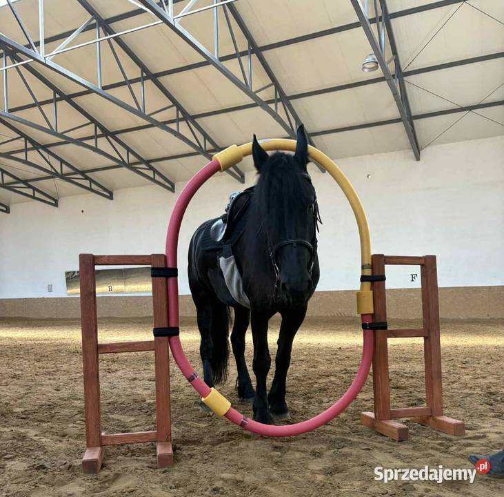Przeszkody Horse Agility Biskupice