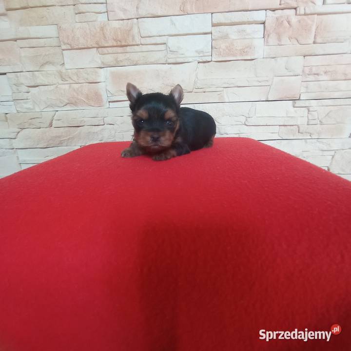 Yorkshire terrier Uroczy maleńki piesek Nowe Miasteczko sprzedam