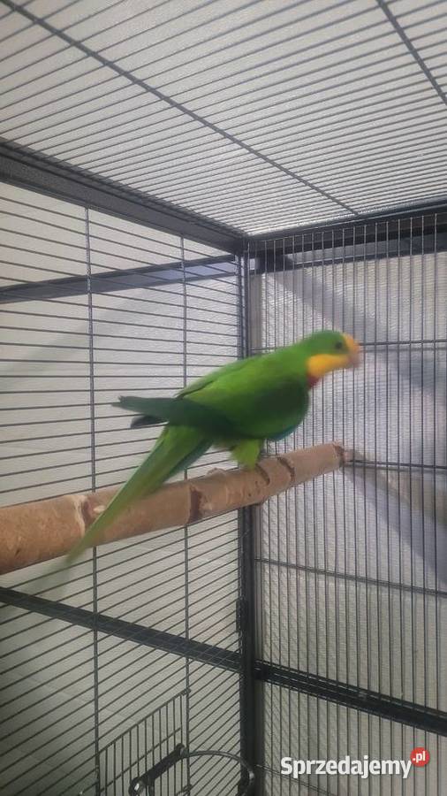 Papugi barabandy Wieliczka sprzedam
