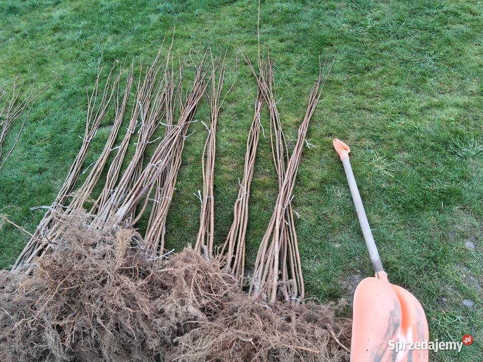 Podkładki do szczepienia klon modrzew katalpa i Puławy