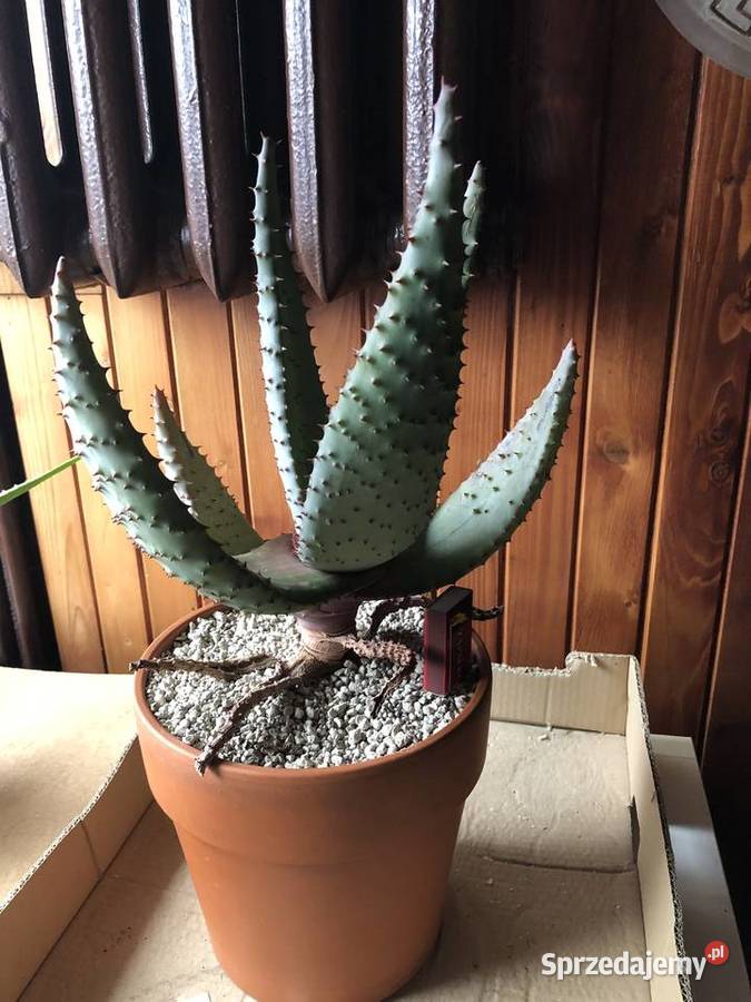 Aloe Ferox aloes uzbrojony piękna i rzadka Liściaste Piastów