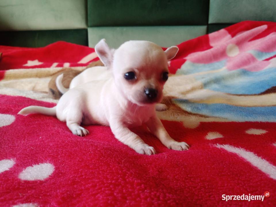 Chihuahua piesek biały i brązzowy Jasienica Dolna