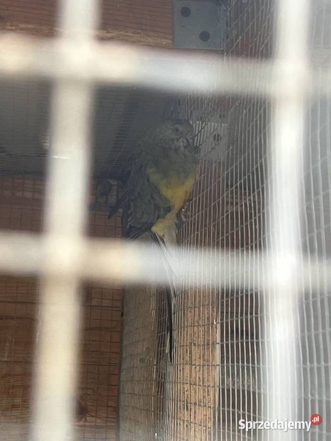 Świergotki seledynowe parą lęgowa i młode łódzkie