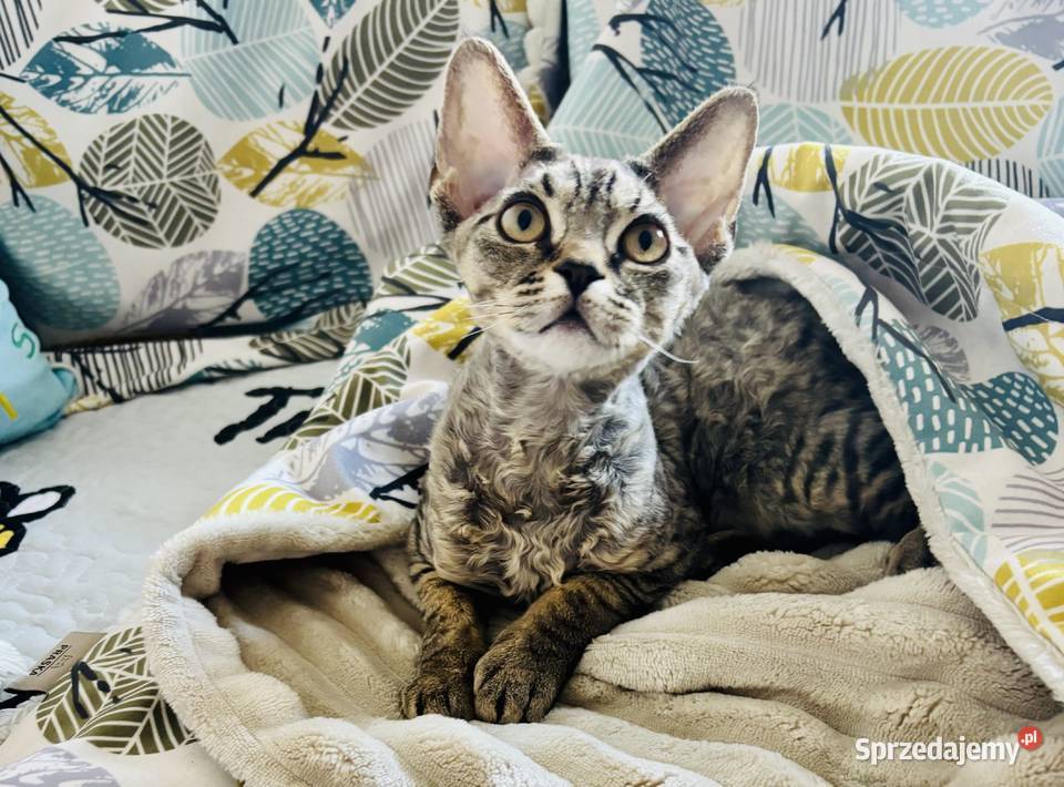 kocurek Devon Rex czarny Wrocław