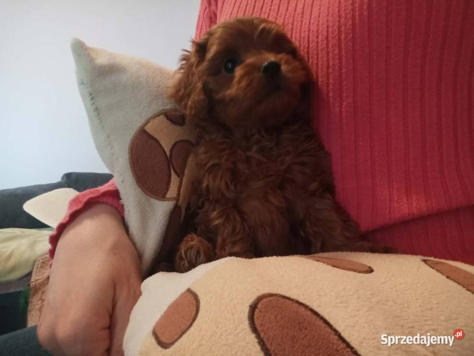 Cavapoo f1b Piesek Miechów