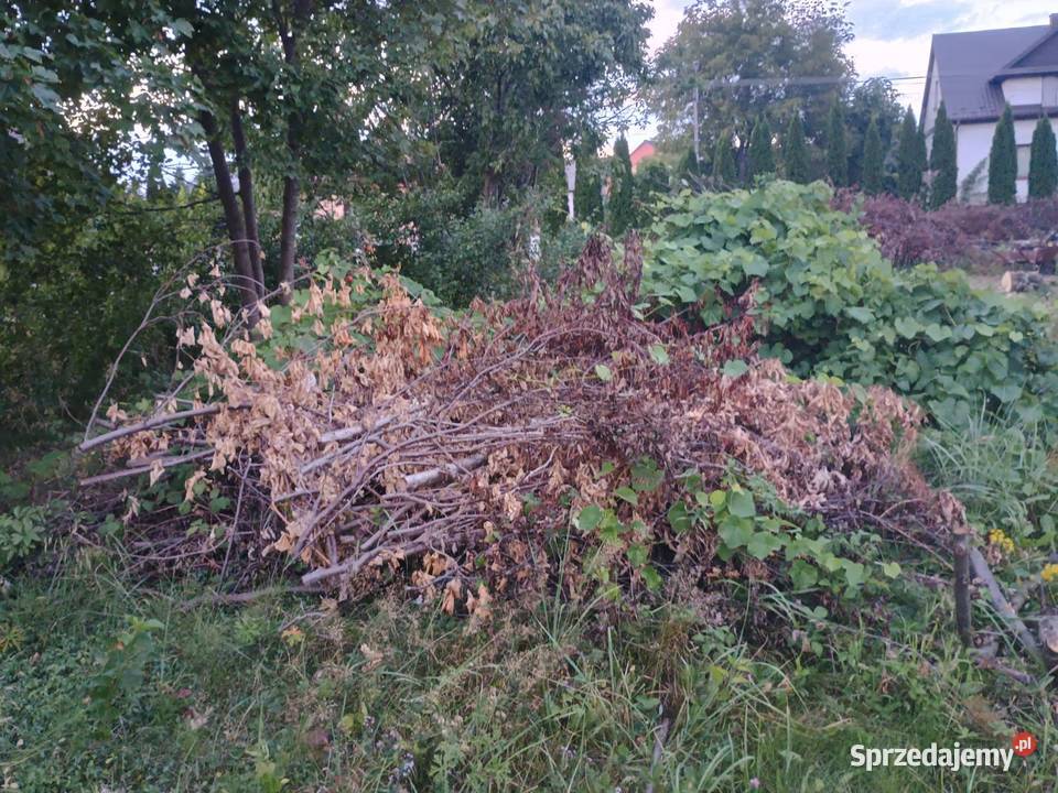 Oddam chrust gałęzie i pieńki z drzew owocowych Dom i Ogród Kałków