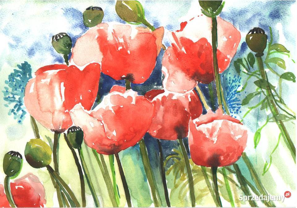 OBRAZ akwarela KWIATY Gryfów Śląski