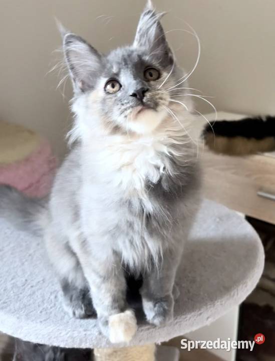 Maine Coon Niebieskie szylkretki Linia Shaded Wińsko