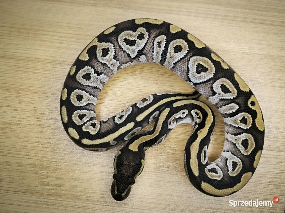 Pyton królewski Mojave Red Gene poss het Genetic Makowiec