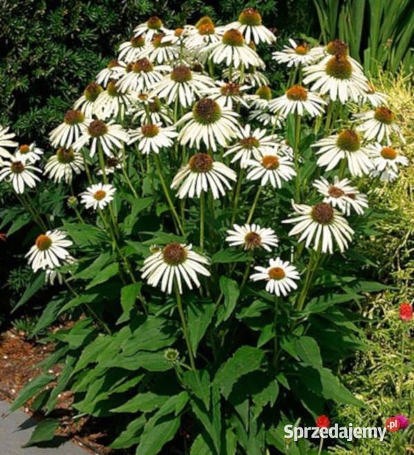 JEŻÓWKA Alba White Swan Echinacea - sadzonki w doniczkach