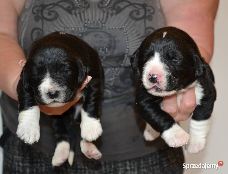 Owczarek środkowoazjatycki FCI Owczarek Świdwin