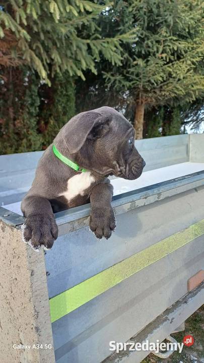 Cane Corso suczka lubelskie Bychawa sprzedam