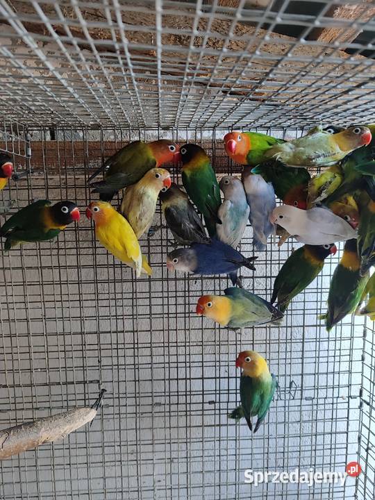 Papugi nierozłączki Bochnia sprzedam