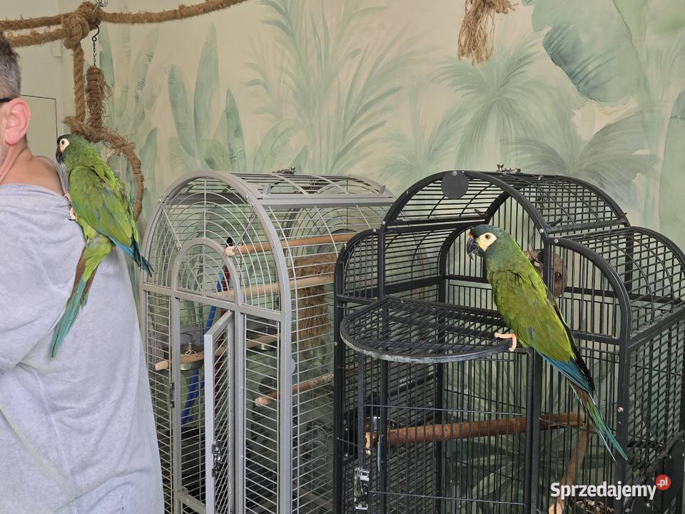 Ary Marakany Poznań sprzedam