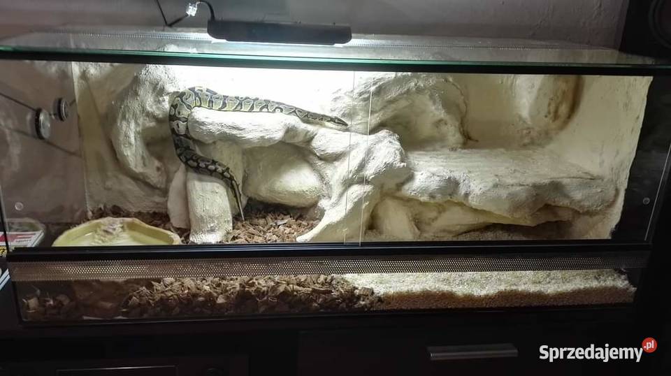 Pyton Królewski z Terrarium Poznań sprzedam