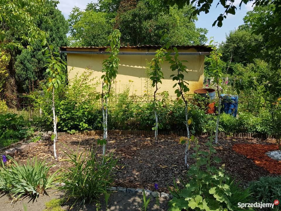 Ogródek działkowy ROD KROKUS Małopanewska Z WODĄ Grunty i działki Wrocław