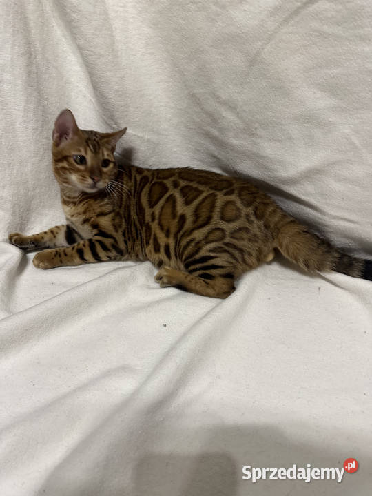 Bengalski kocur Bruno 5miesięczny Golden Spotted Warszawa