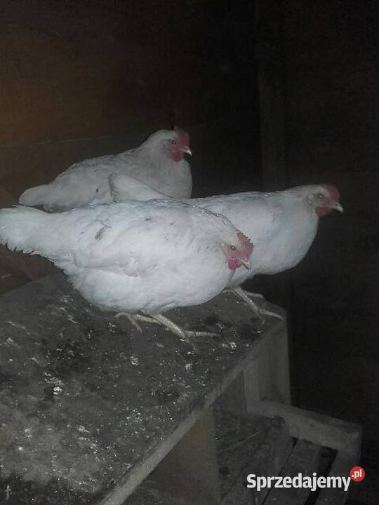 Ferma sprzeda kury w13 Oborniki