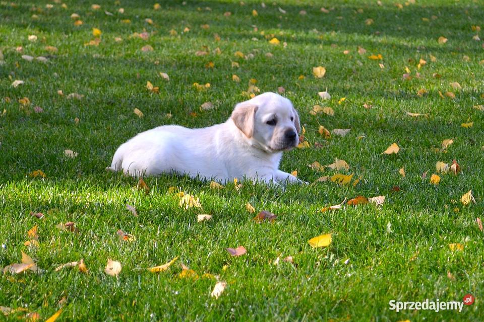 Samiec pies biszkoptowy Labrador Retriever Labrador łódzkie