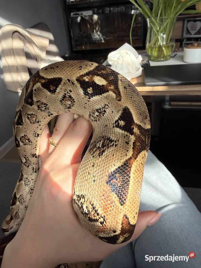 Wążwęże na sprzedaż Żory