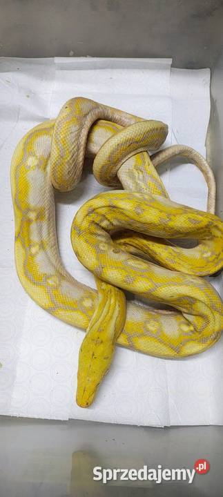 Pyton siatkowany Karłowice