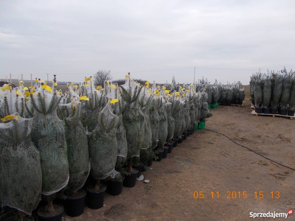 CHOINKI JODŁA ŚWIERK DONICZKA CIĘTY Mszczonów