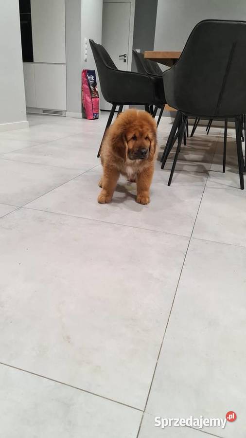 Mastif Tybetański szczenięta Gotowe do odbioru Łask