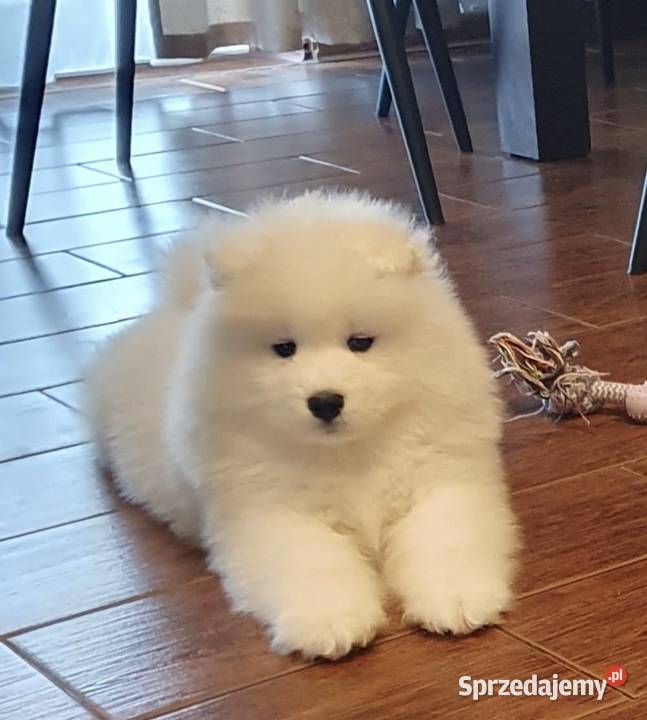 Samoyed suczka Połaniec