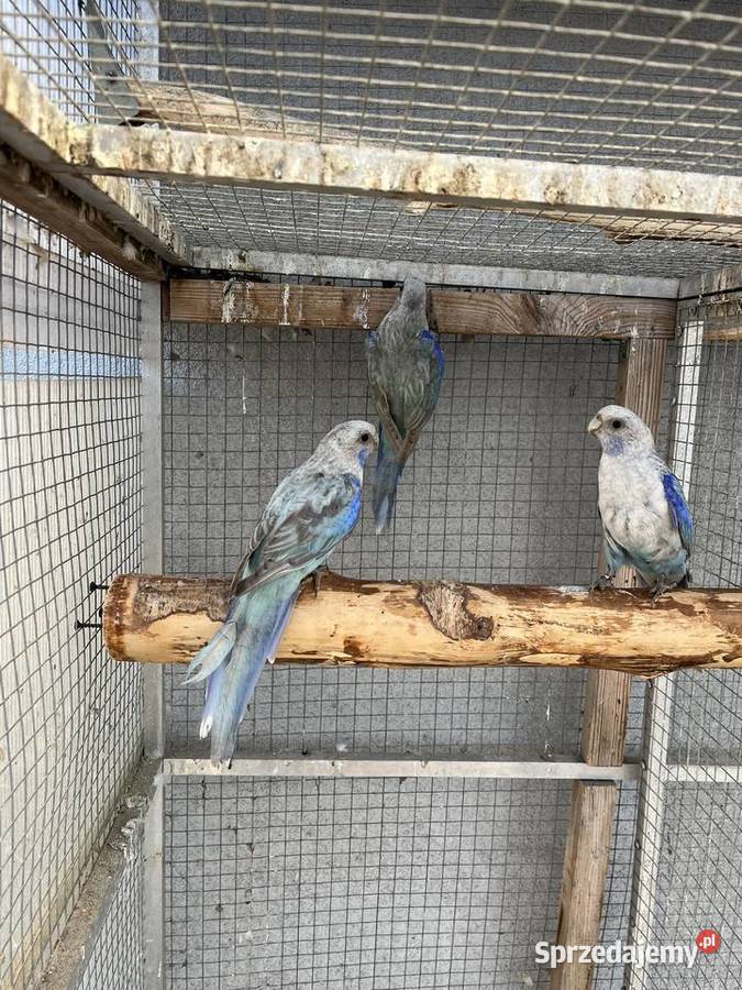 Rozelle białolice Ptaki śląskie