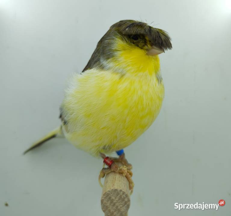 Kanarek kanarki glostery samce i samice Kępno