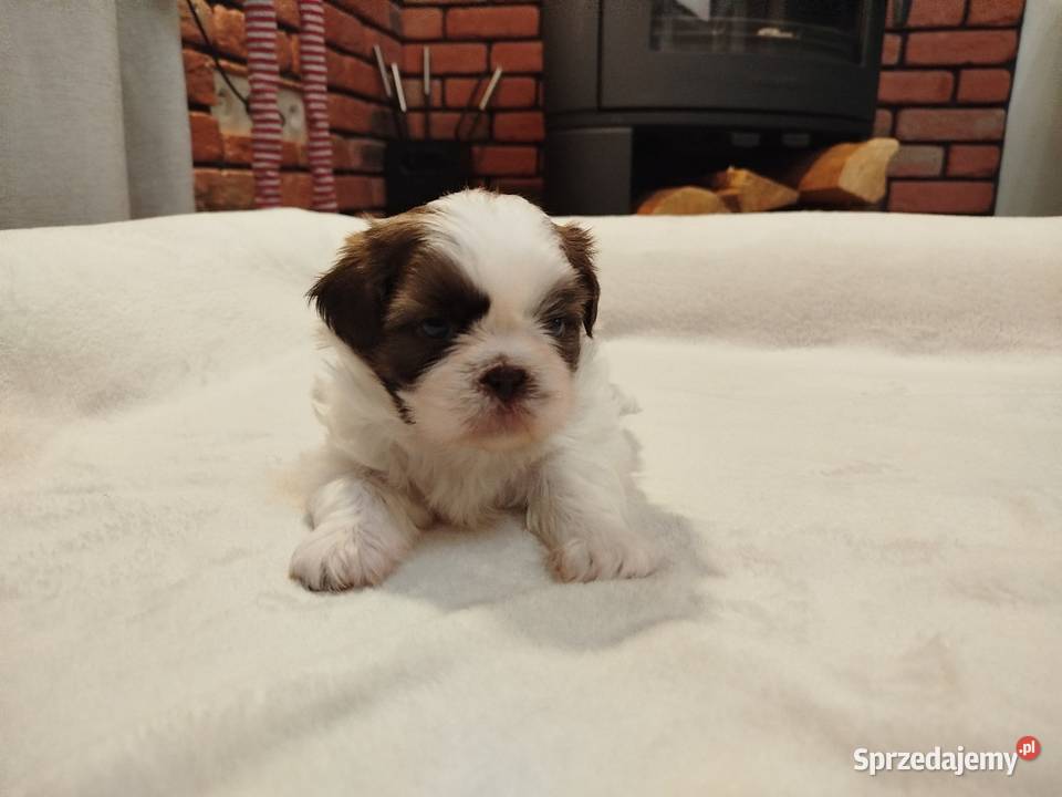 Sunia Shih Tzu rodowód Złotków