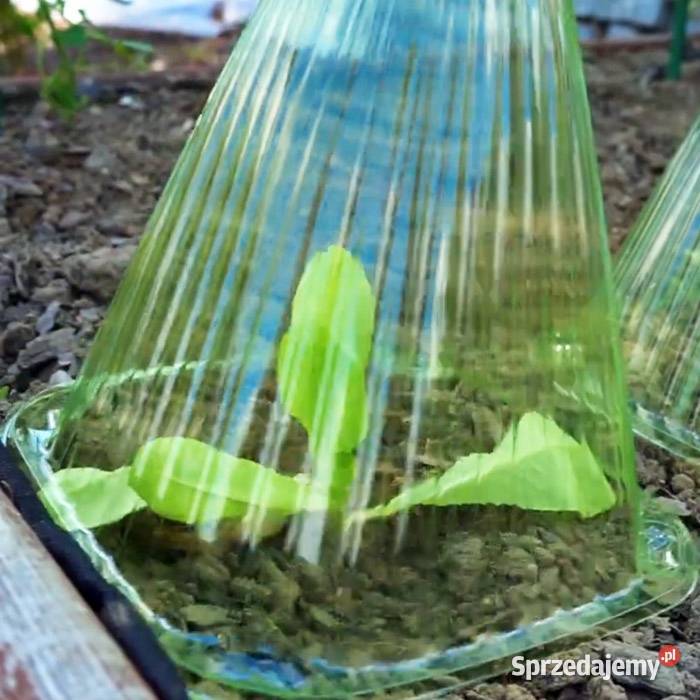 Top Flora Pokrowce roślinne do sałaty plastikowe małopolskie Chrzanów