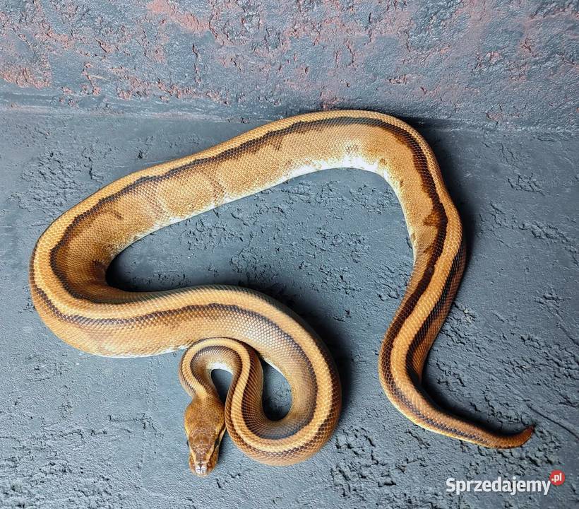 Pyton Królewski samiec Genetic Stripe sprzedam