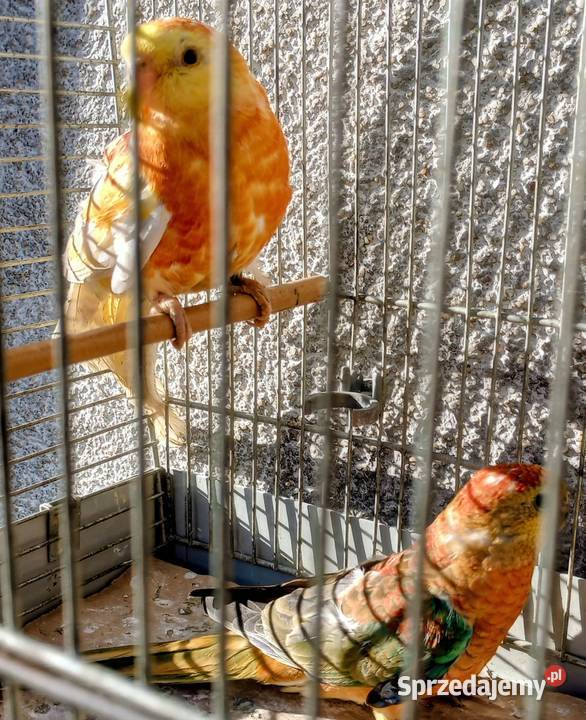 Samce świergoty Zwierzęta Rzeszów