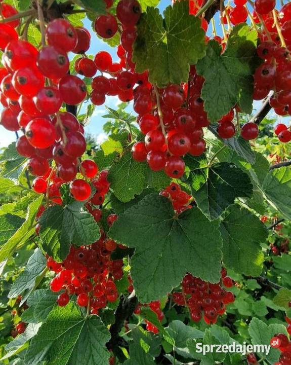 Mam Do Sprzedania Zrywaną Ręcznie CZARNA I Bukówka sprzedam