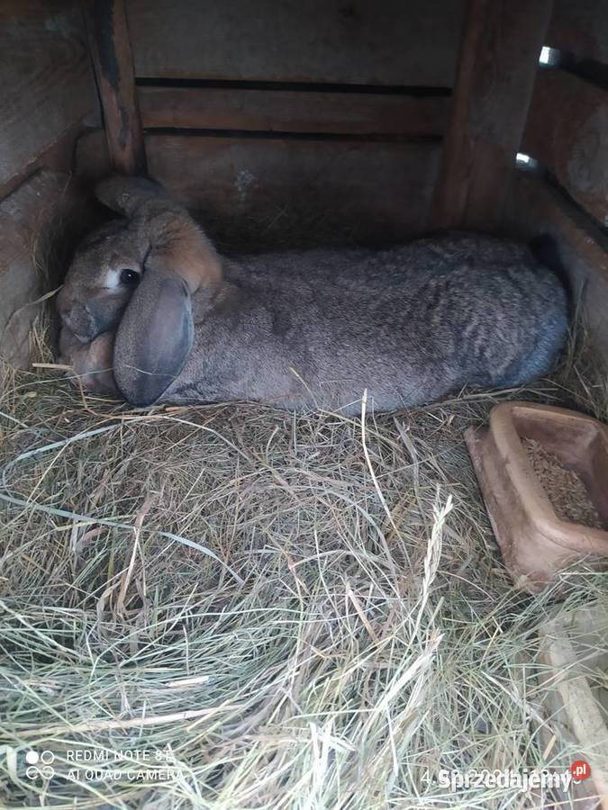 Sprzedam dorosłą samicę szarą barana Stary Lubotyń