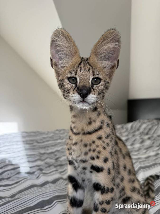 Samiec Serwal Kraków